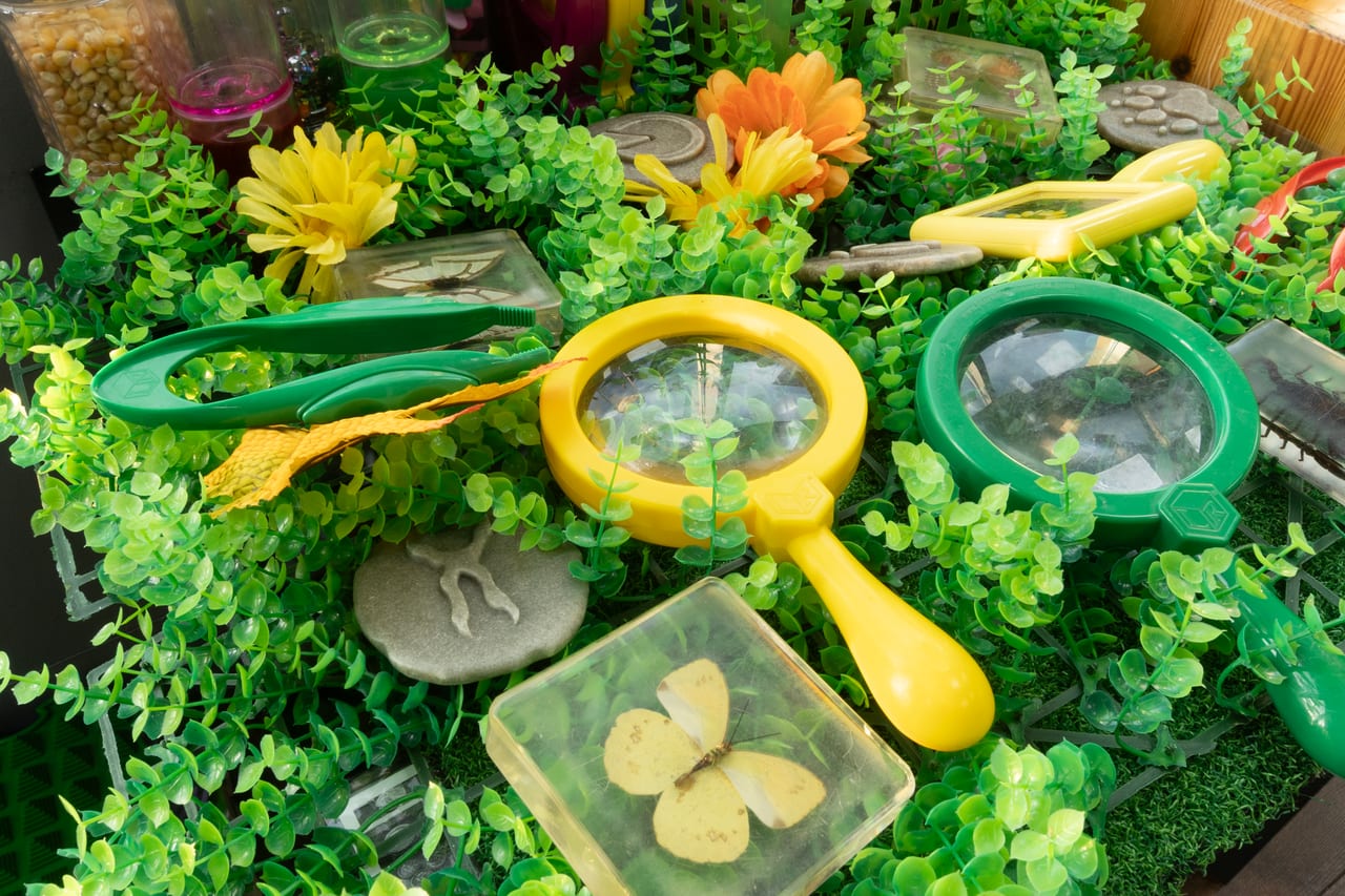 Magnifying glasses, tweezers and insect specimen blocks among artificial plants